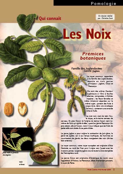 Dossier noix