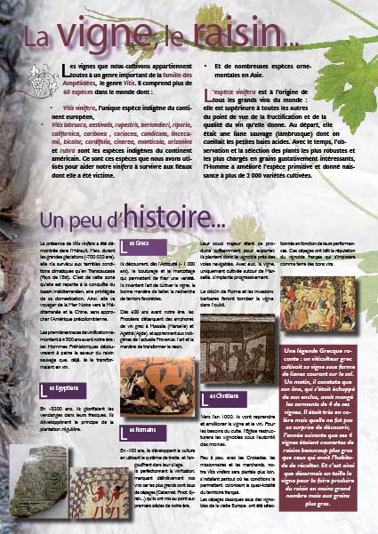 Vigne, vin et raisin