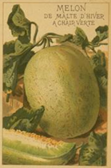 Melon de Malte d'Hiver